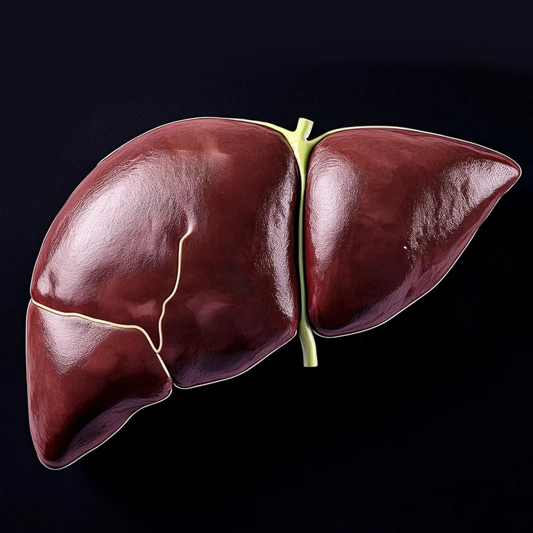 liver image