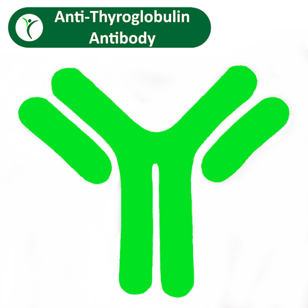 Anti-Thyroglobulin Antibody Test