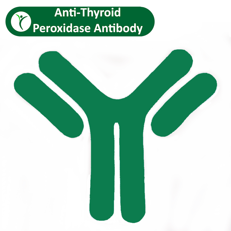 Anti-Thyroid Peroxidase Antibody Test