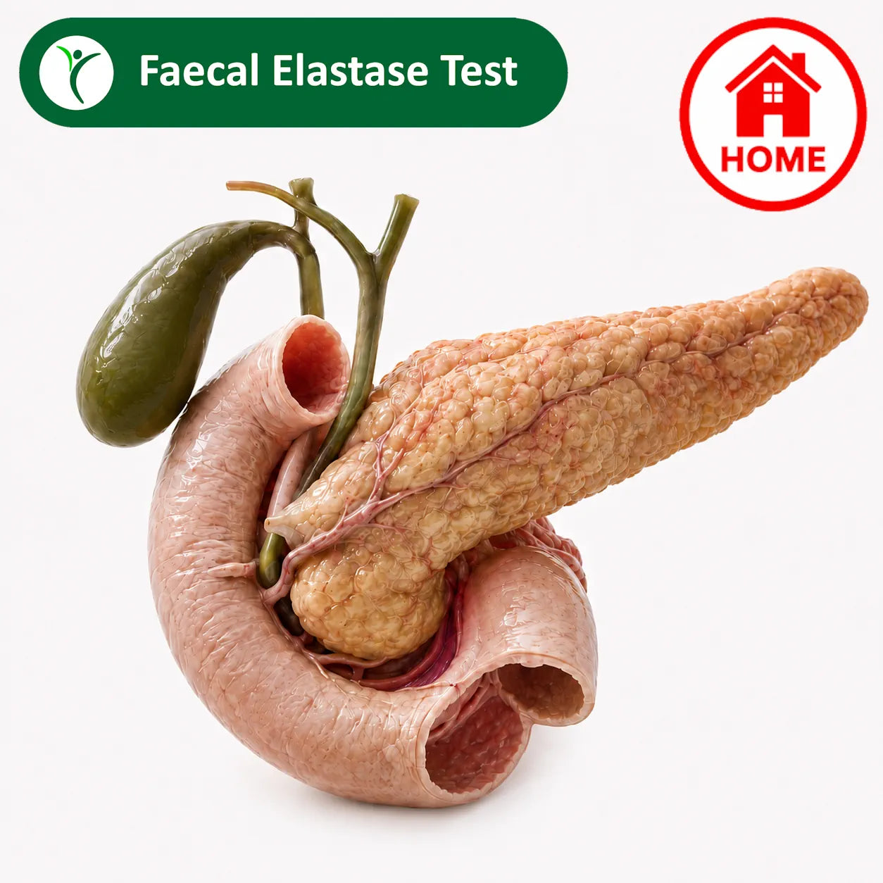 Pancreas shown with colon and home kit sign with faecal elastase test as a label
