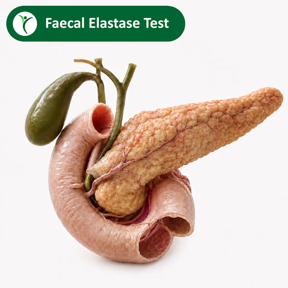 Faecal Elastase Test | Pancreatic Function