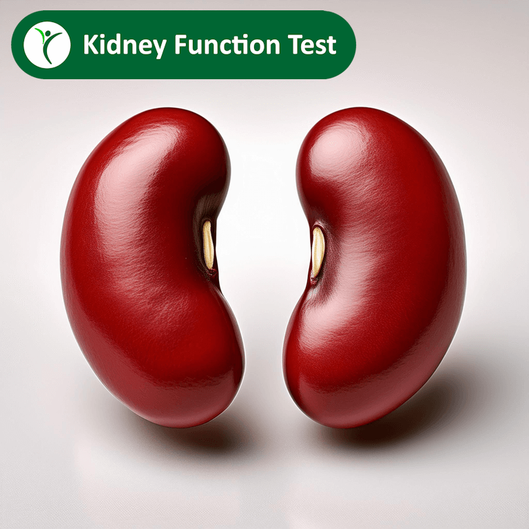 kidney function test