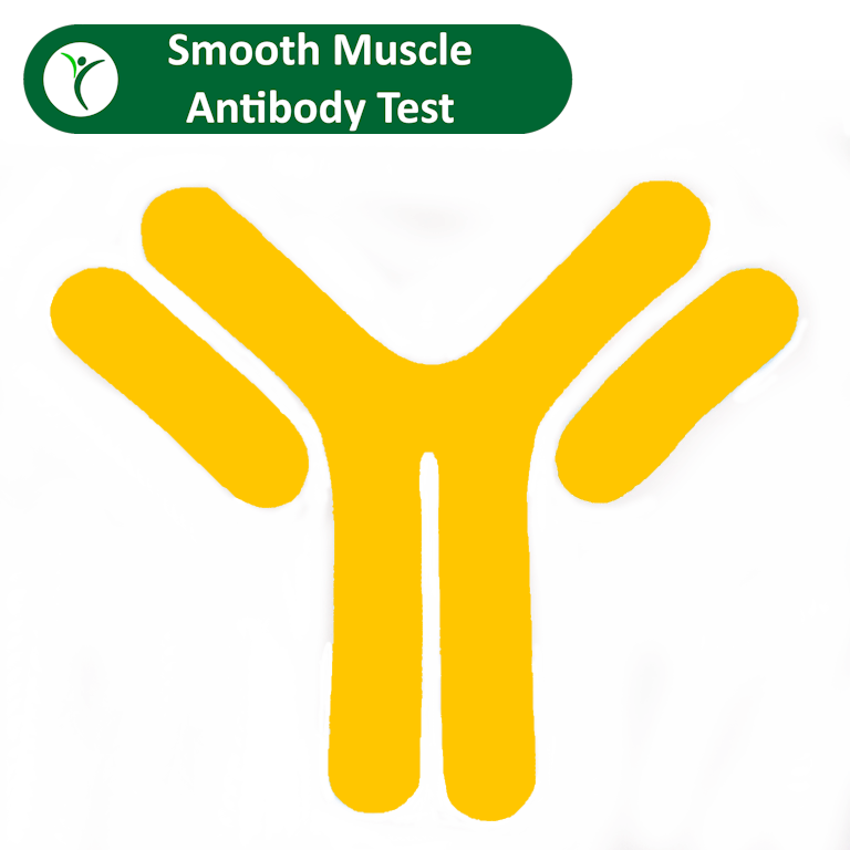 Smooth Muscle Antibody Test