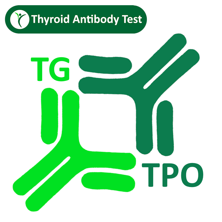 thyroid antibody test