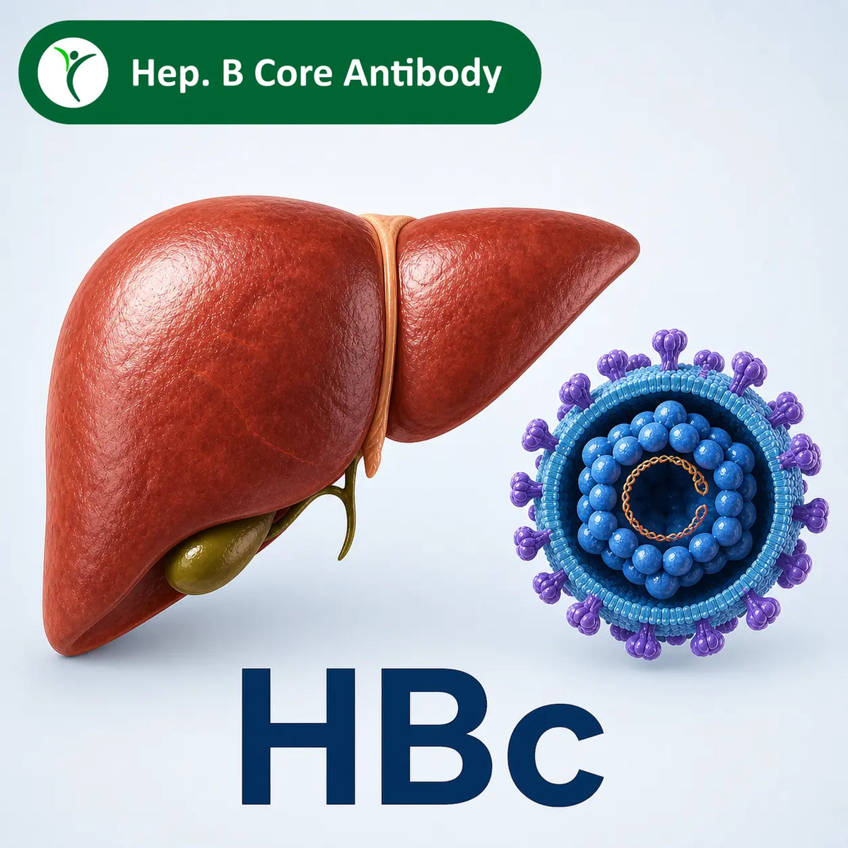 a liver and hepatitis b virus