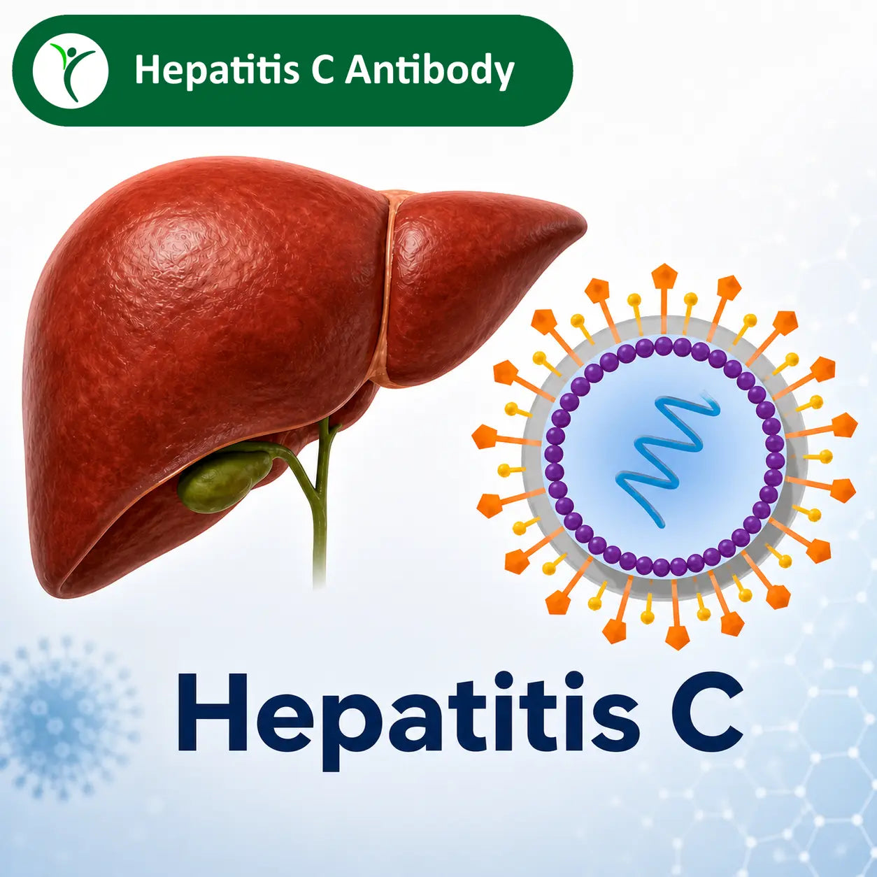 a liver, a virus and the words hepatitis c