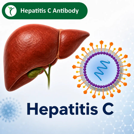 a liver, a virus and the words hepatitis c